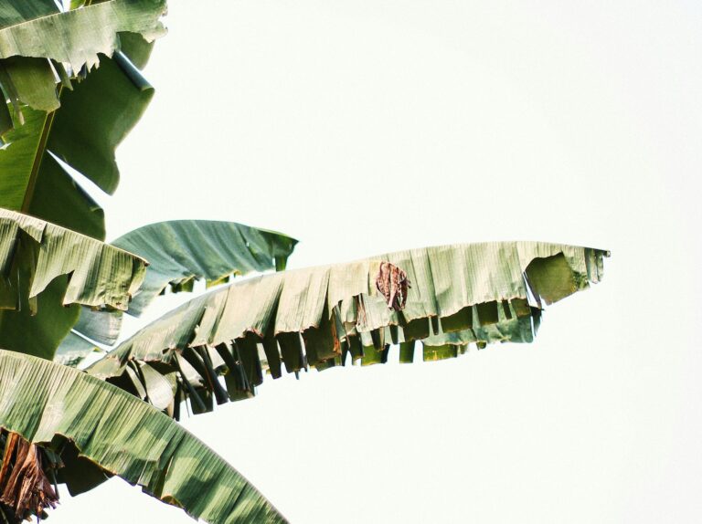 banana plant supervisor negligence